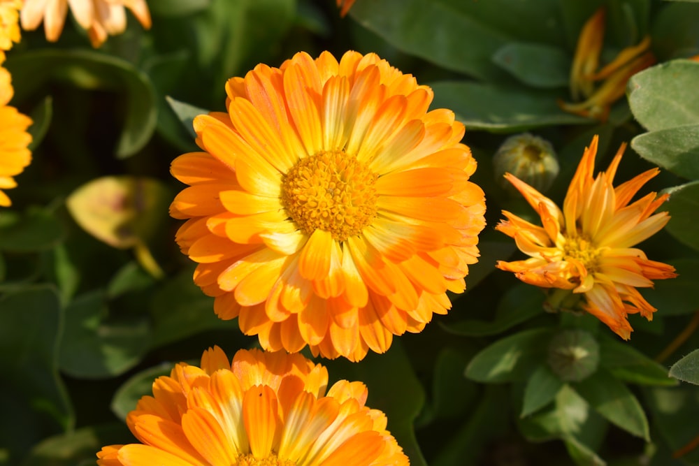 a close up of a bunch of orange flowers