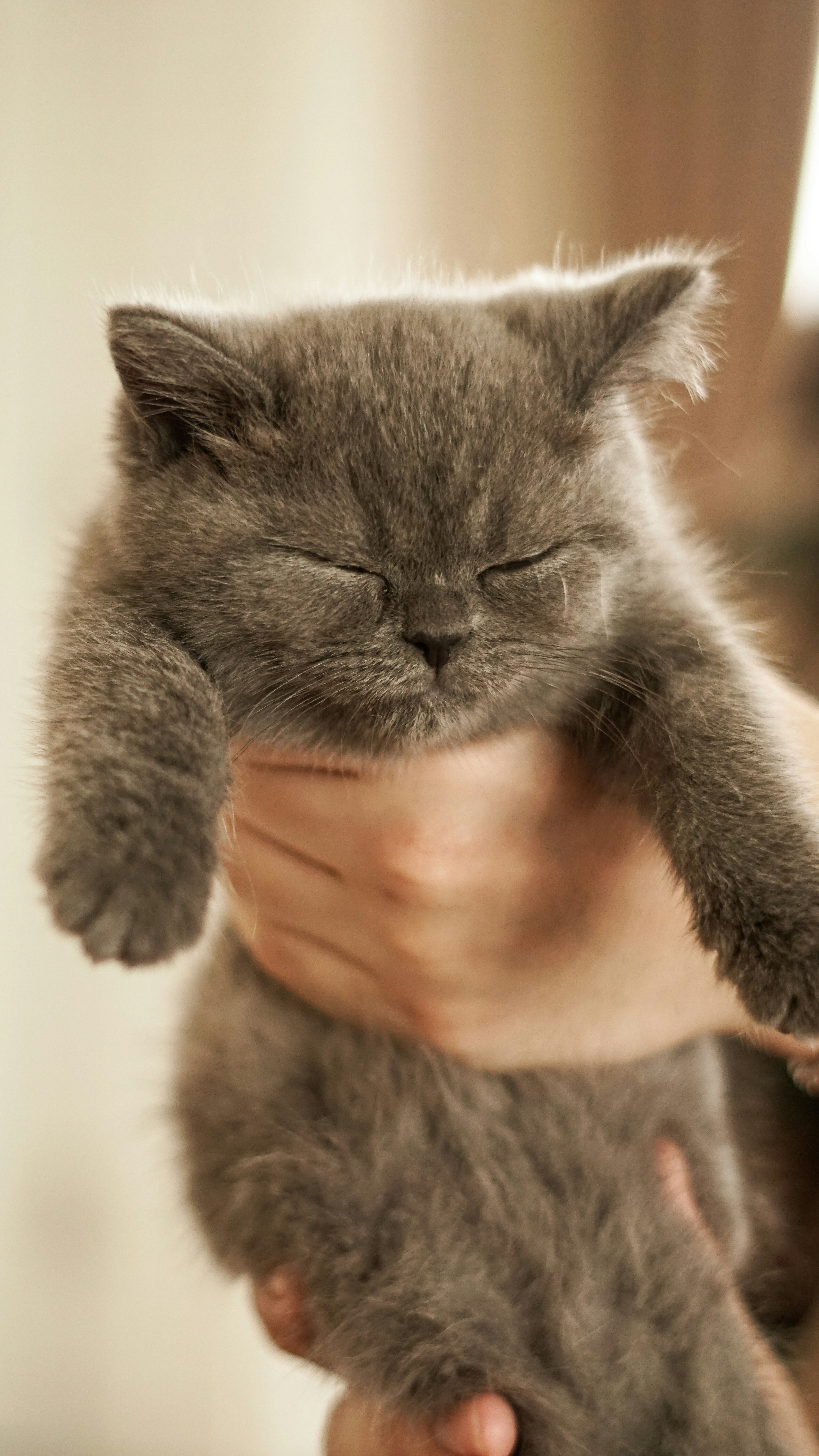 Your Cat Sleeps on You or Near You (image credits: unsplash)
