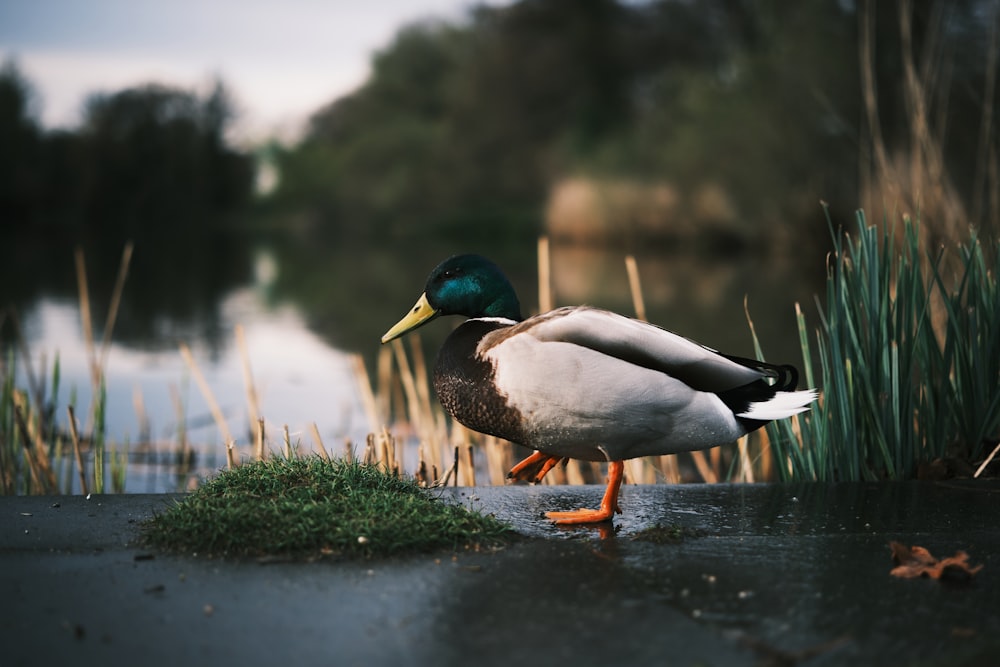 a duck standing on the edge of a body of water
