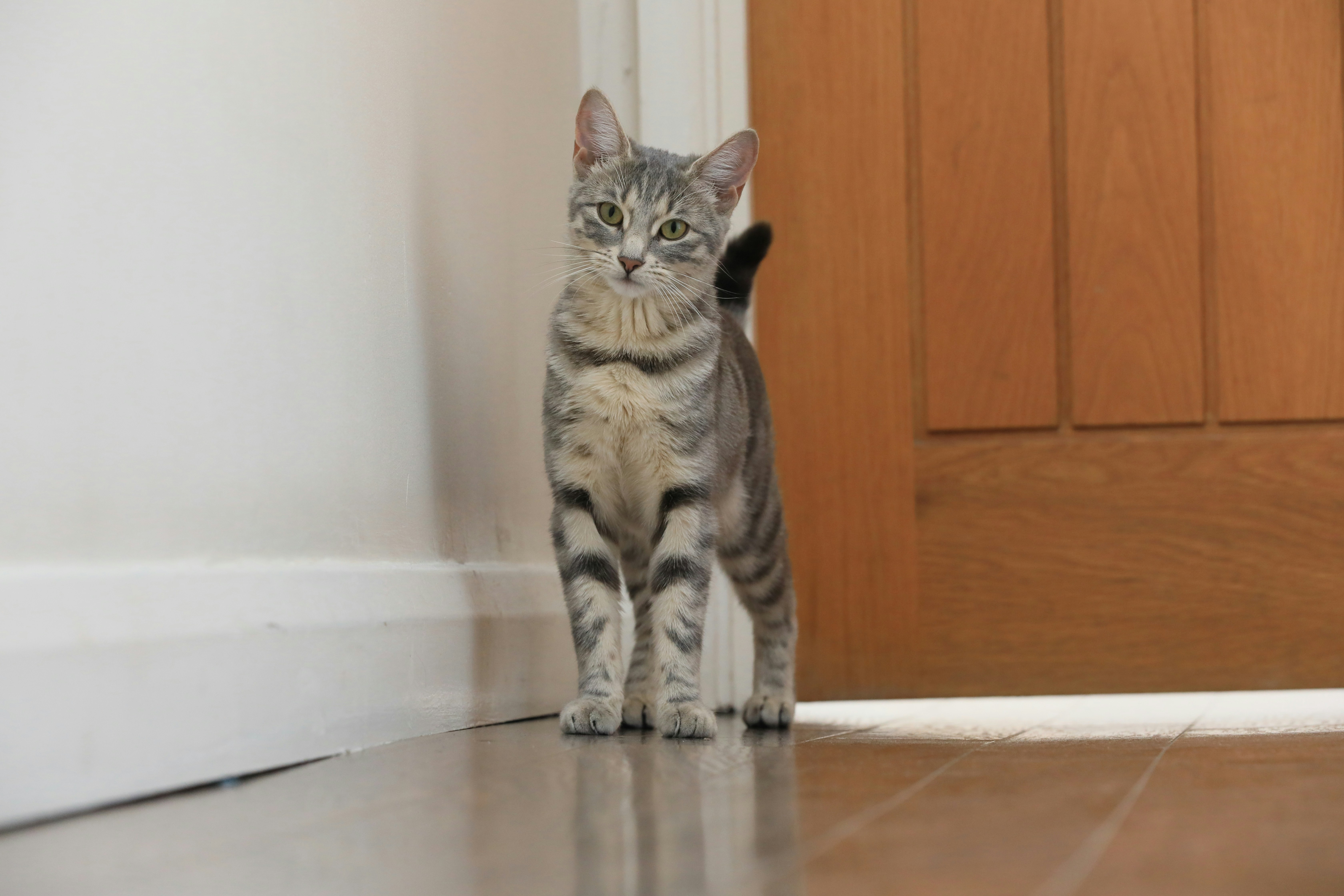 Eine Katze, die vor einer Tür auf dem Boden steht