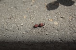 Two small red and black bugs are shown on a textured concrete surface. The bugs are close together, and shadows are visible, suggesting bright sunlight.
