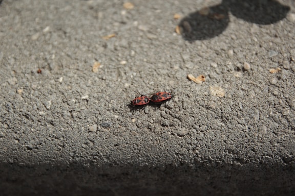 Two small red and black bugs are shown on a textured concrete surface. The bugs are close together, and shadows are visible, suggesting bright sunlight.