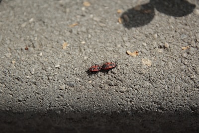Two small red and black bugs are shown on a textured concrete surface. The bugs are close together, and shadows are visible, suggesting bright sunlight.