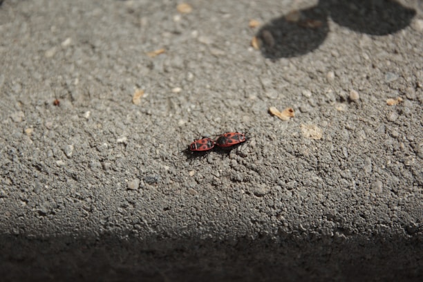Two small red and black bugs are shown on a textured concrete surface. The bugs are close together, and shadows are visible, suggesting bright sunlight.
