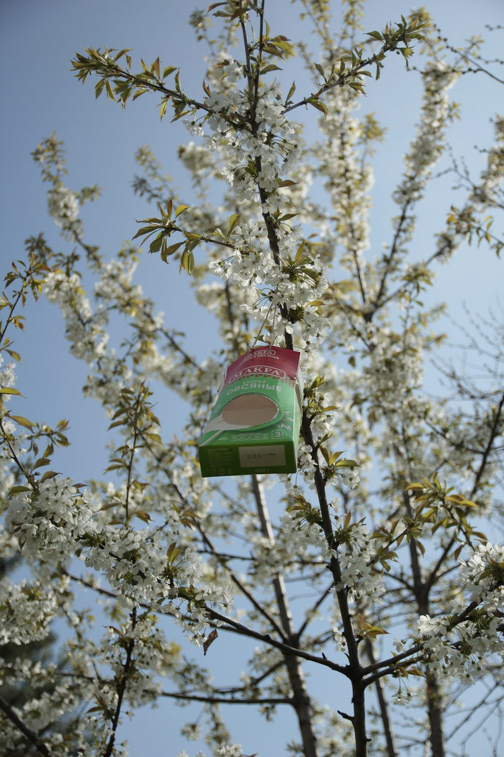 a bag stuck in a tree with white flowers