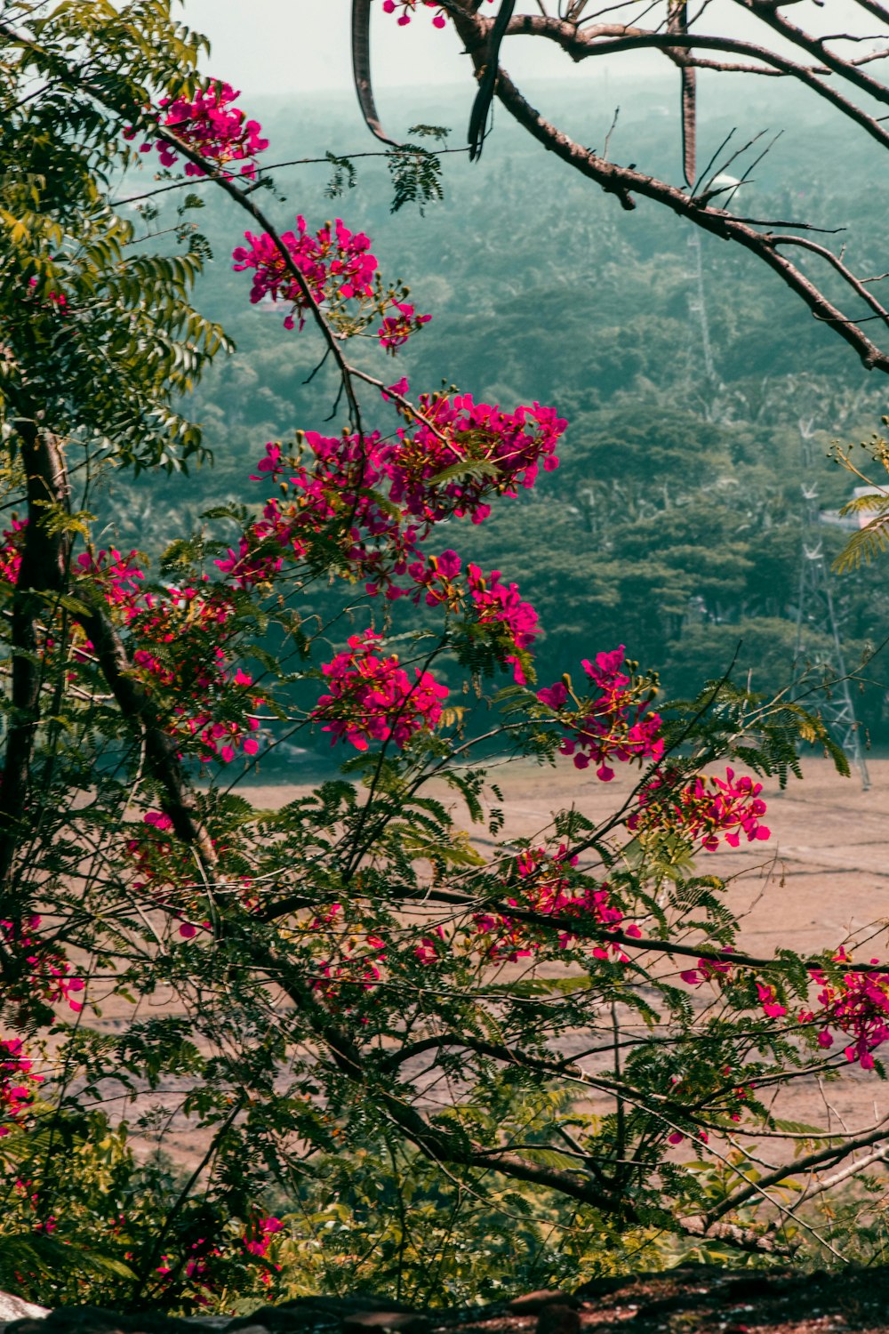 a bird perched on a tree branch with pink flowers