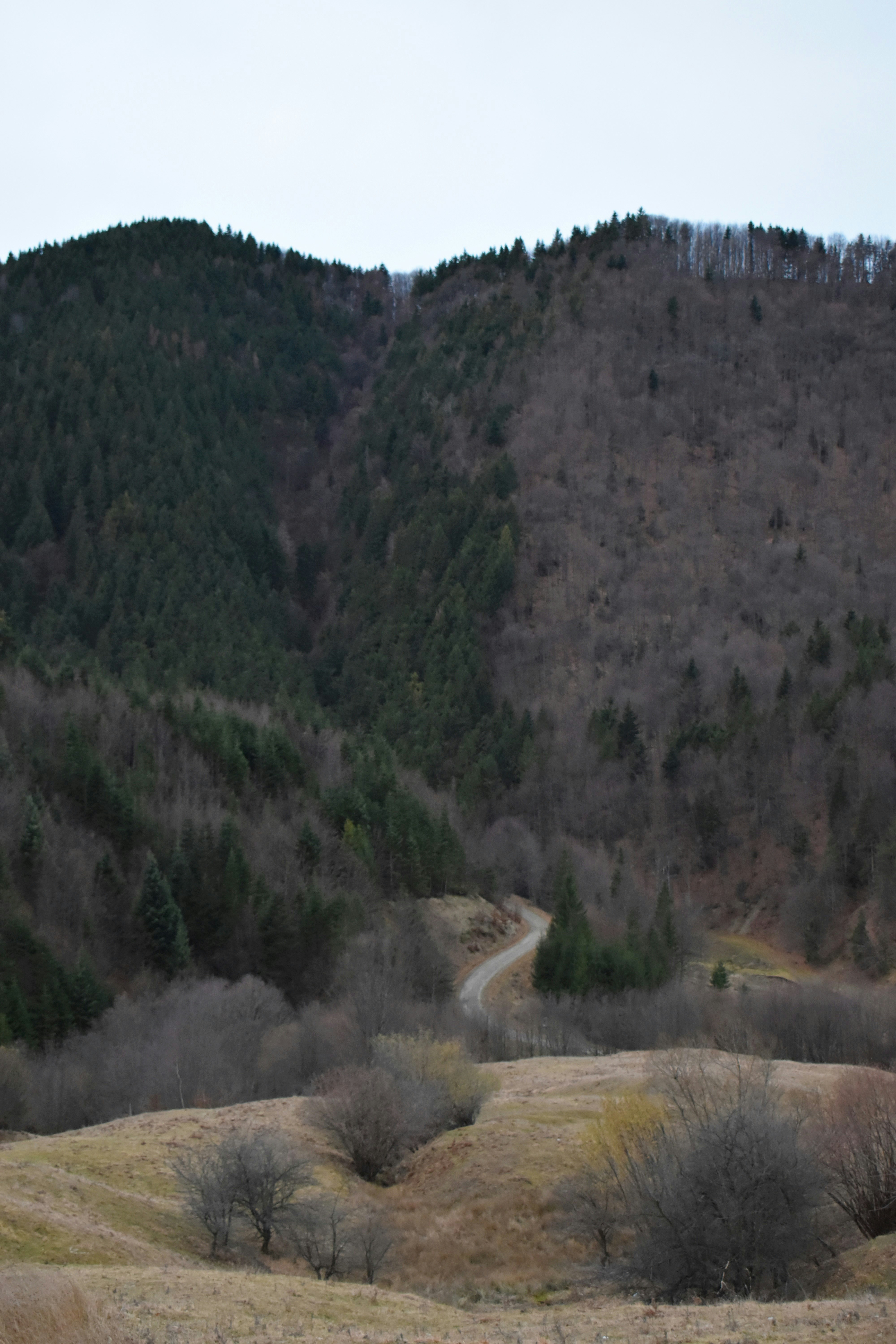 a horse standing in a field with a mountain in the background