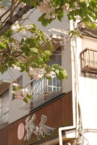 Cherry Blossom