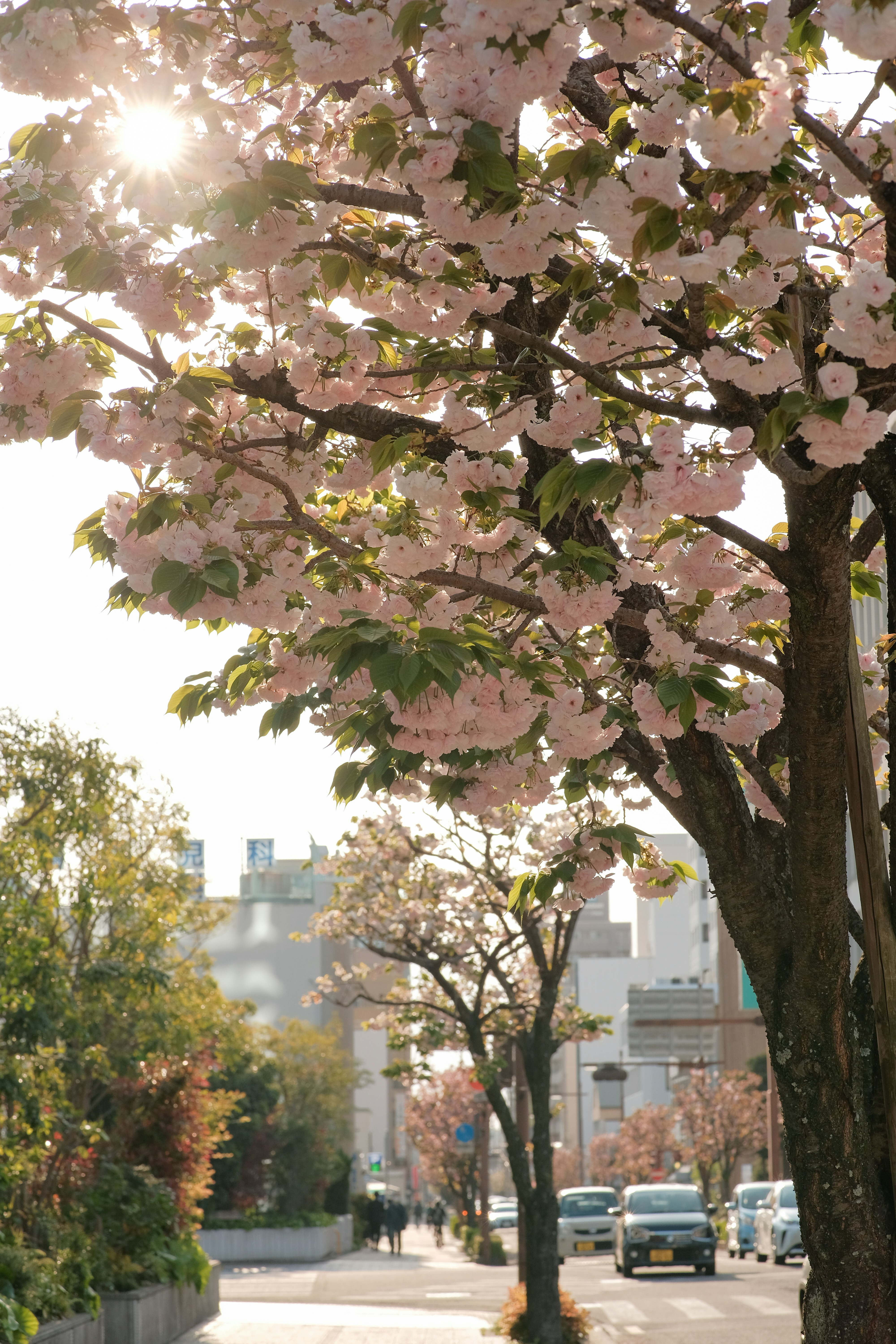 Un arbre aux fleurs roses au milieu d’une rue de la ville photo – Photo ...
