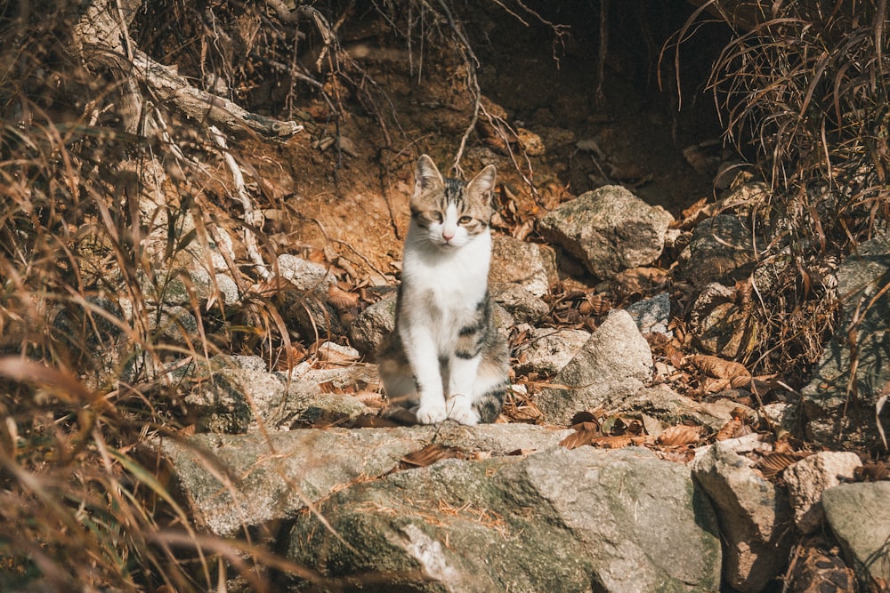 a white and gray cat sitting on a rock
