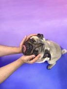 A pug with a sideways cap and a cheeky grin, holding a microphone.
