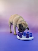 A pug is interacting with a puzzle toy on a surface with a gradient purple background. The toy consists of a white base with several stackable blue and purple components, which the dog is investigating with curiosity.