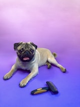 A pug dog is lying on a purple gradient background, looking directly at the camera with its tongue out. In front of the pug, there is a black and yellow grooming brush.