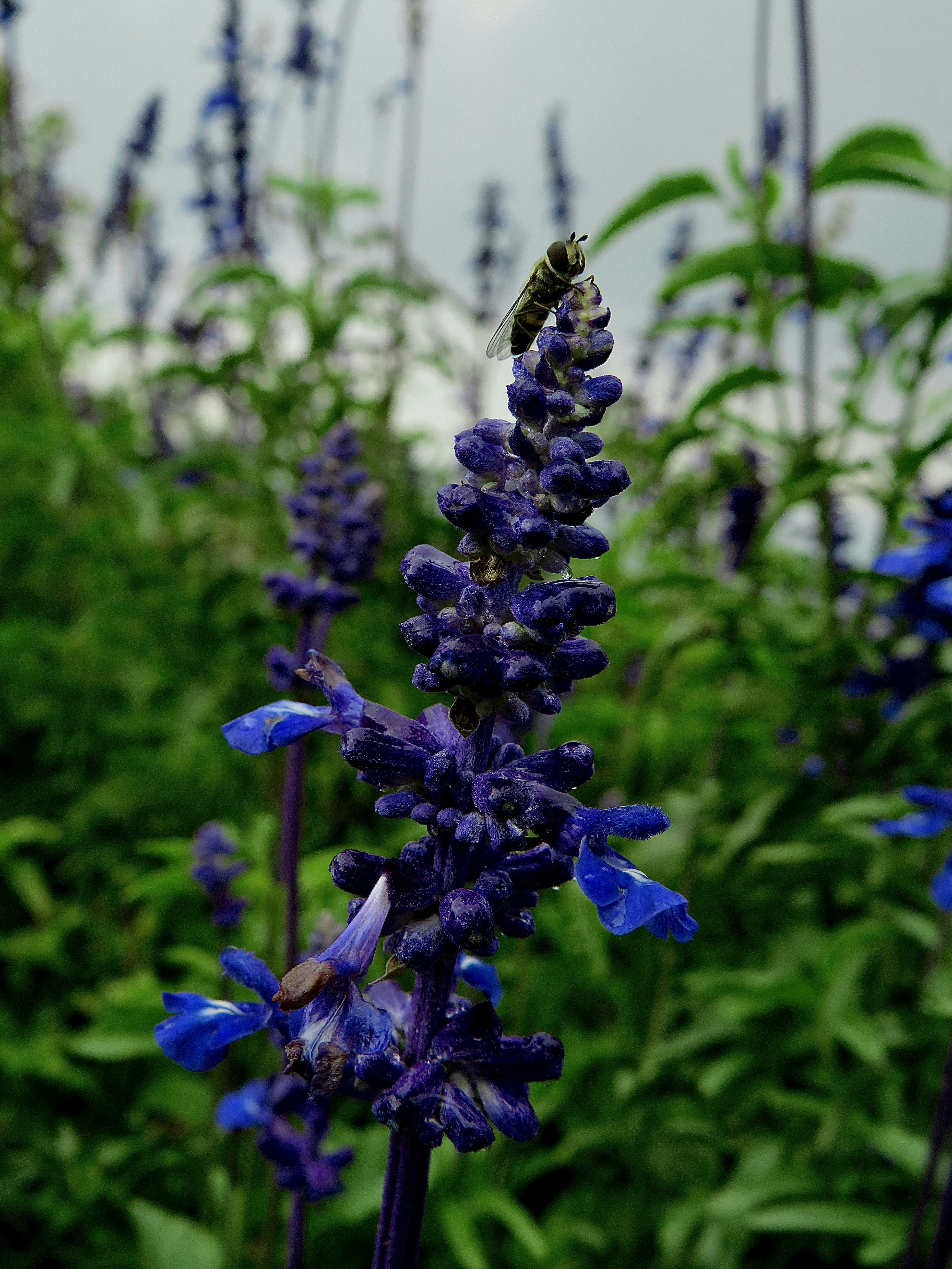 Lire la suite à propos de l’article À la Découverte des Abeilles Solitaires : Gardiennes des Écosystèmes