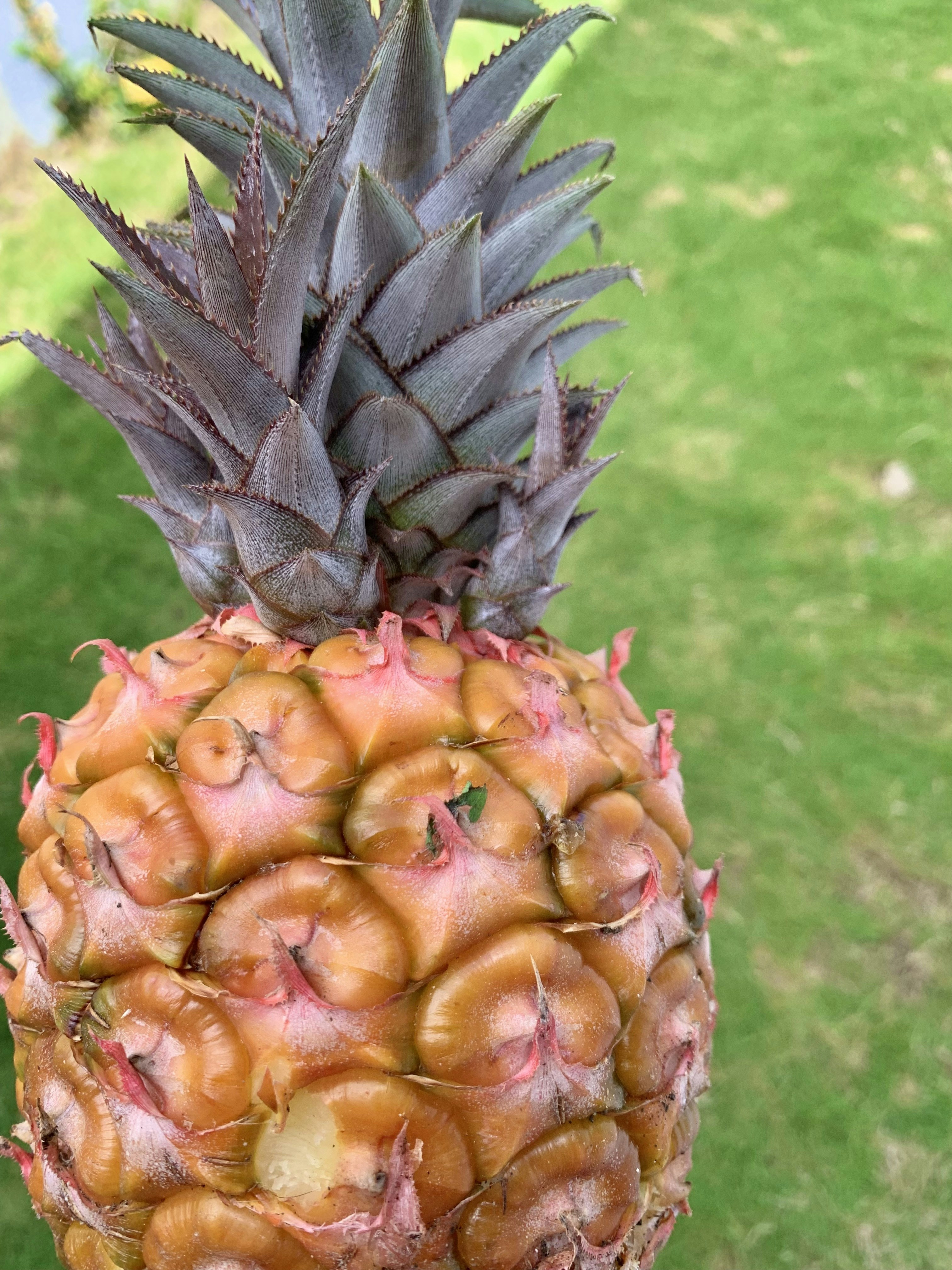 Piña fresca natural