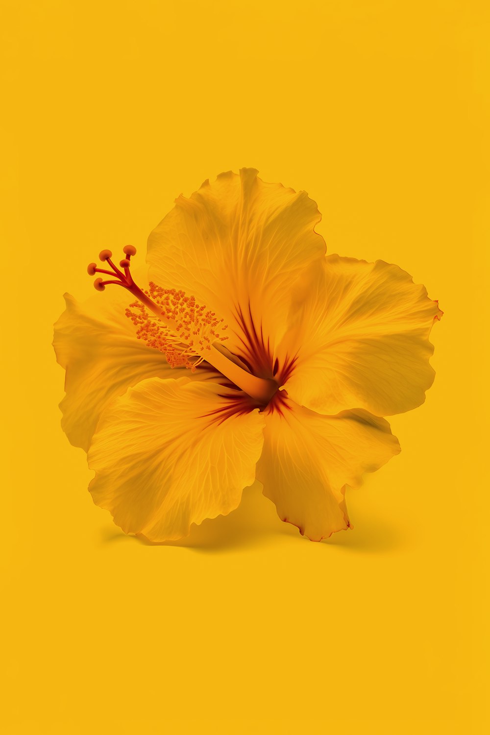 a yellow flower on a yellow background