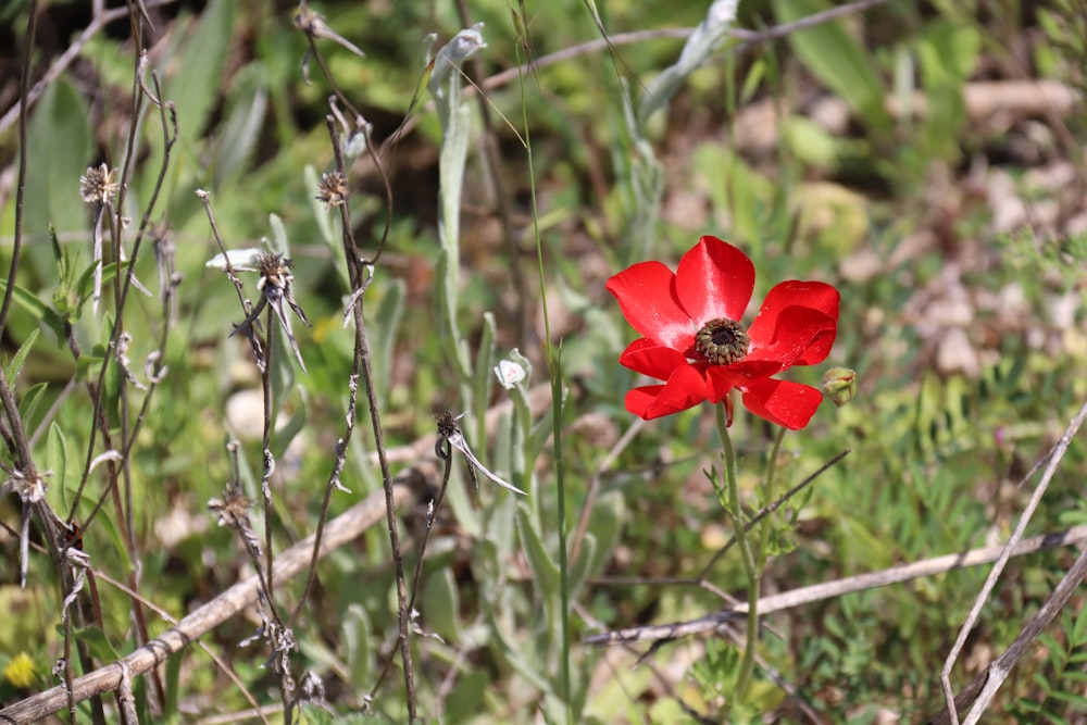 a red flower in a field of grass