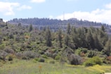 A lush green landscape with various types of trees covering a hillside. A building with antennas is visible at the top of the hill, surrounded by a dense forest. The foreground features a meadow with diverse vegetation and small plants, under a partly cloudy sky.