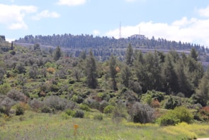 A lush green landscape with various types of trees covering a hillside. A building with antennas is visible at the top of the hill, surrounded by a dense forest. The foreground features a meadow with diverse vegetation and small plants, under a partly cloudy sky.
