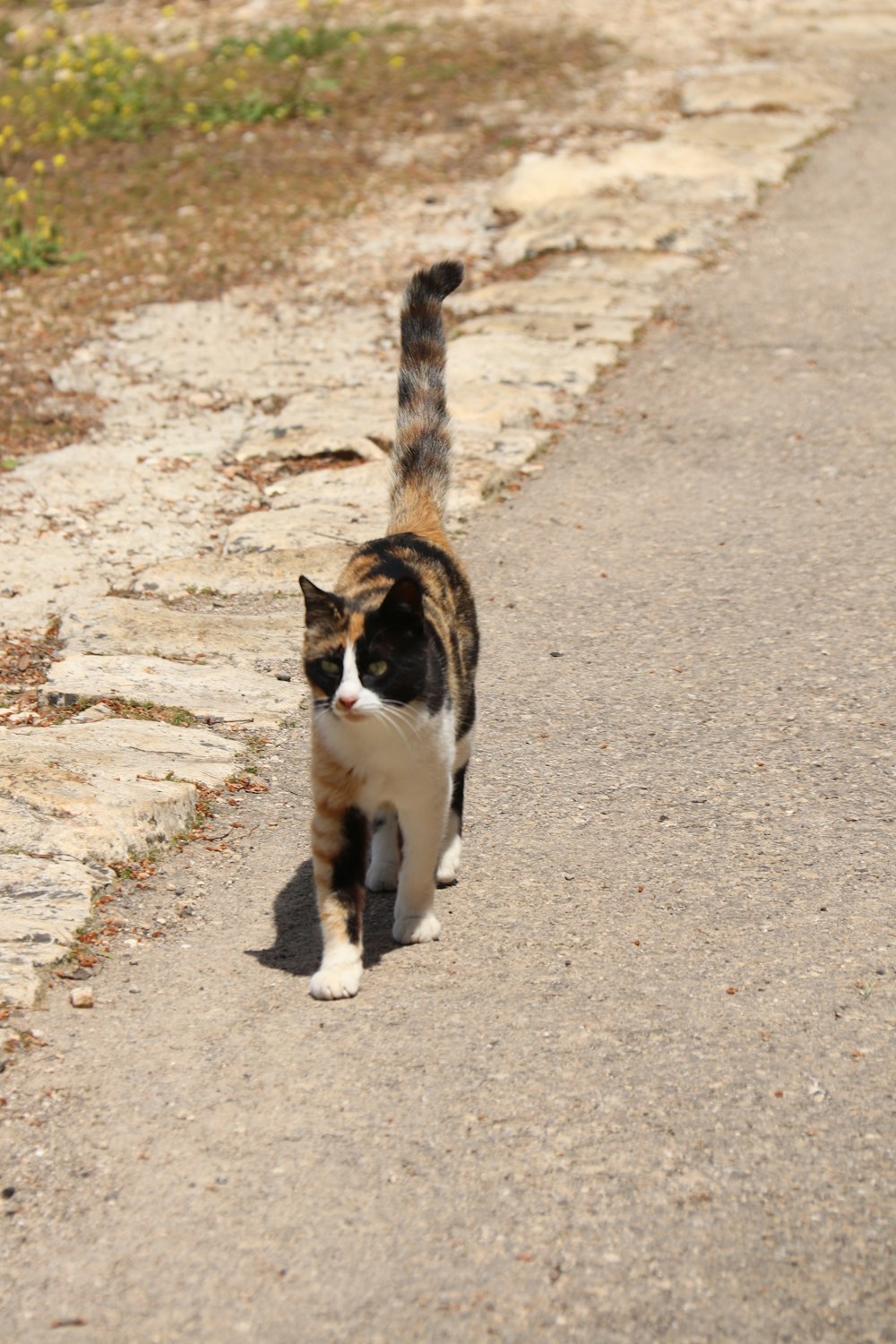a cat walking down a path in the dirt