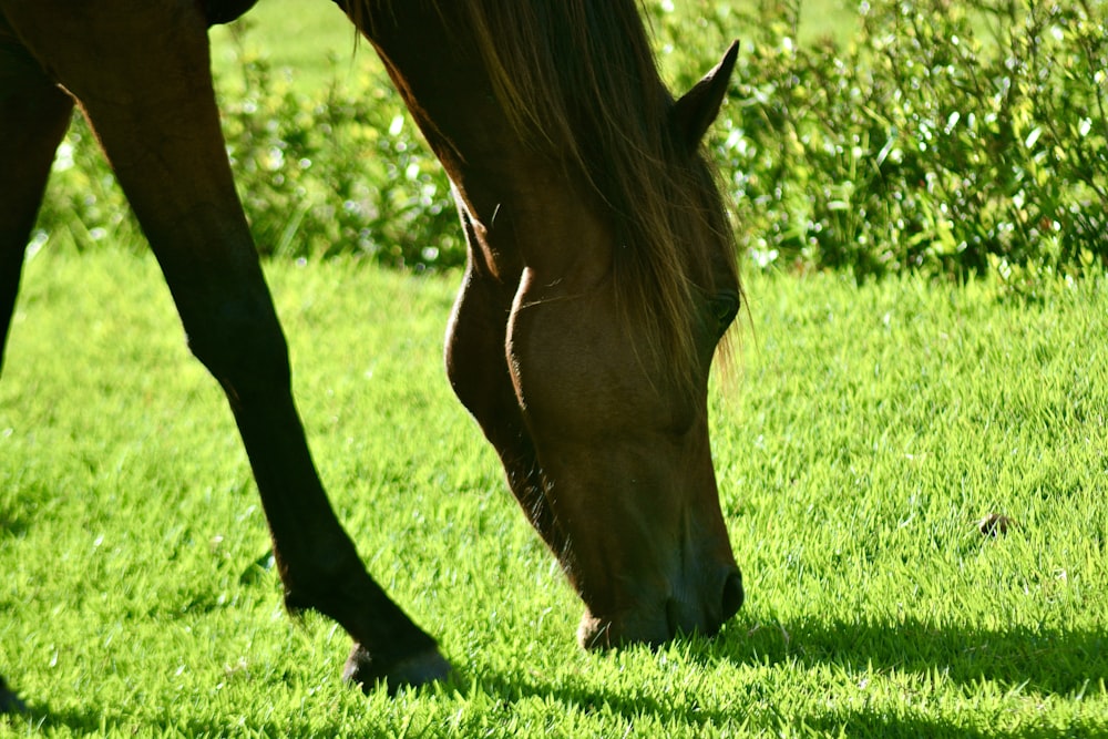 a brown horse grazing on a lush green field