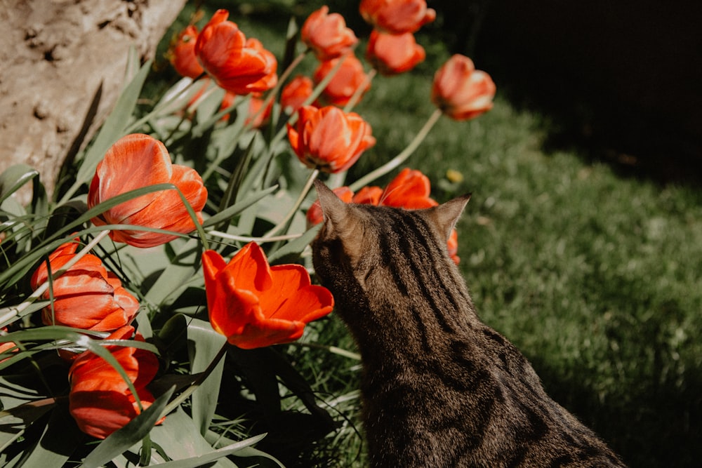 a cat standing in a field of orange flowers