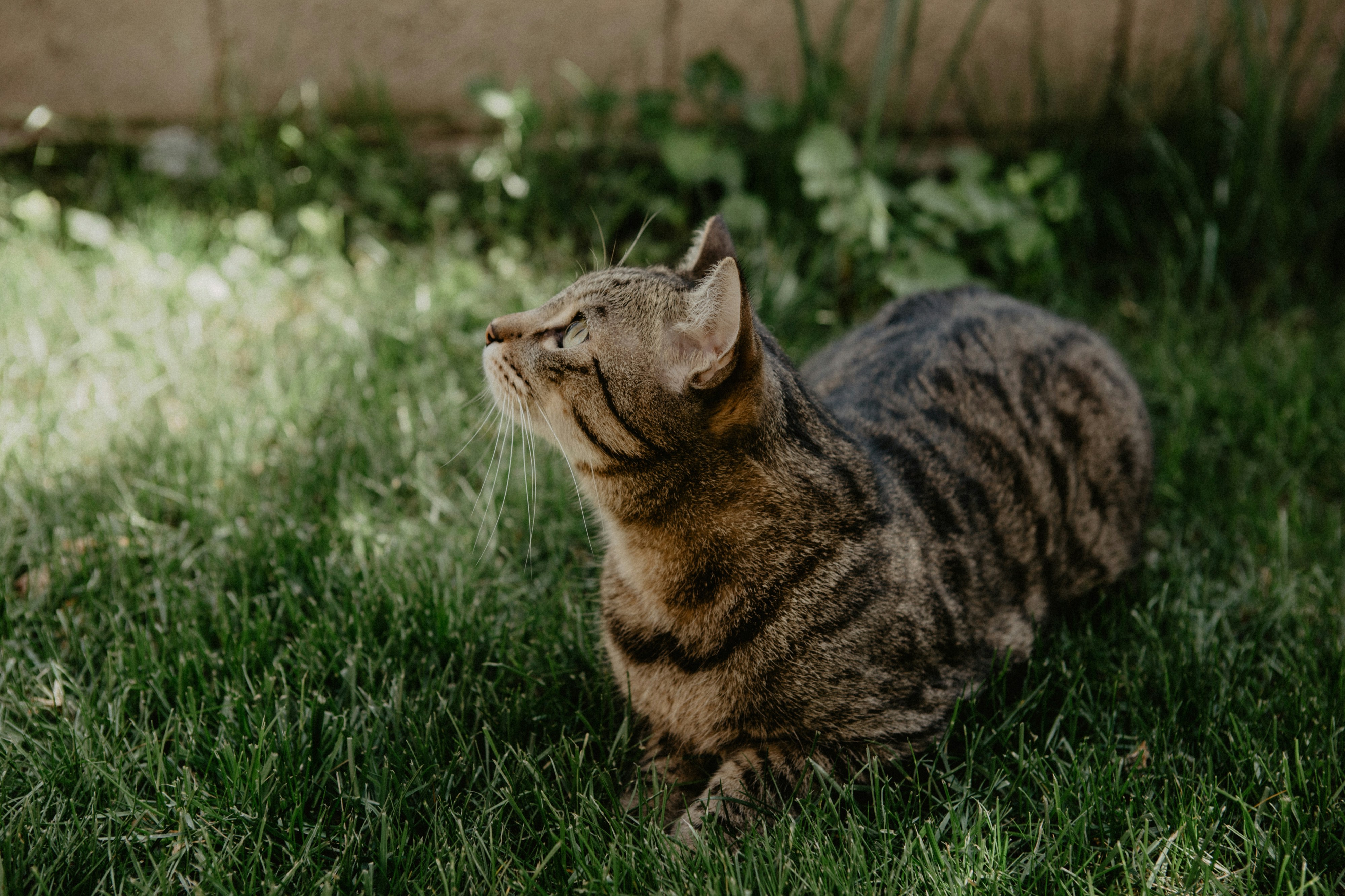 a cat sitting in the grass looking up