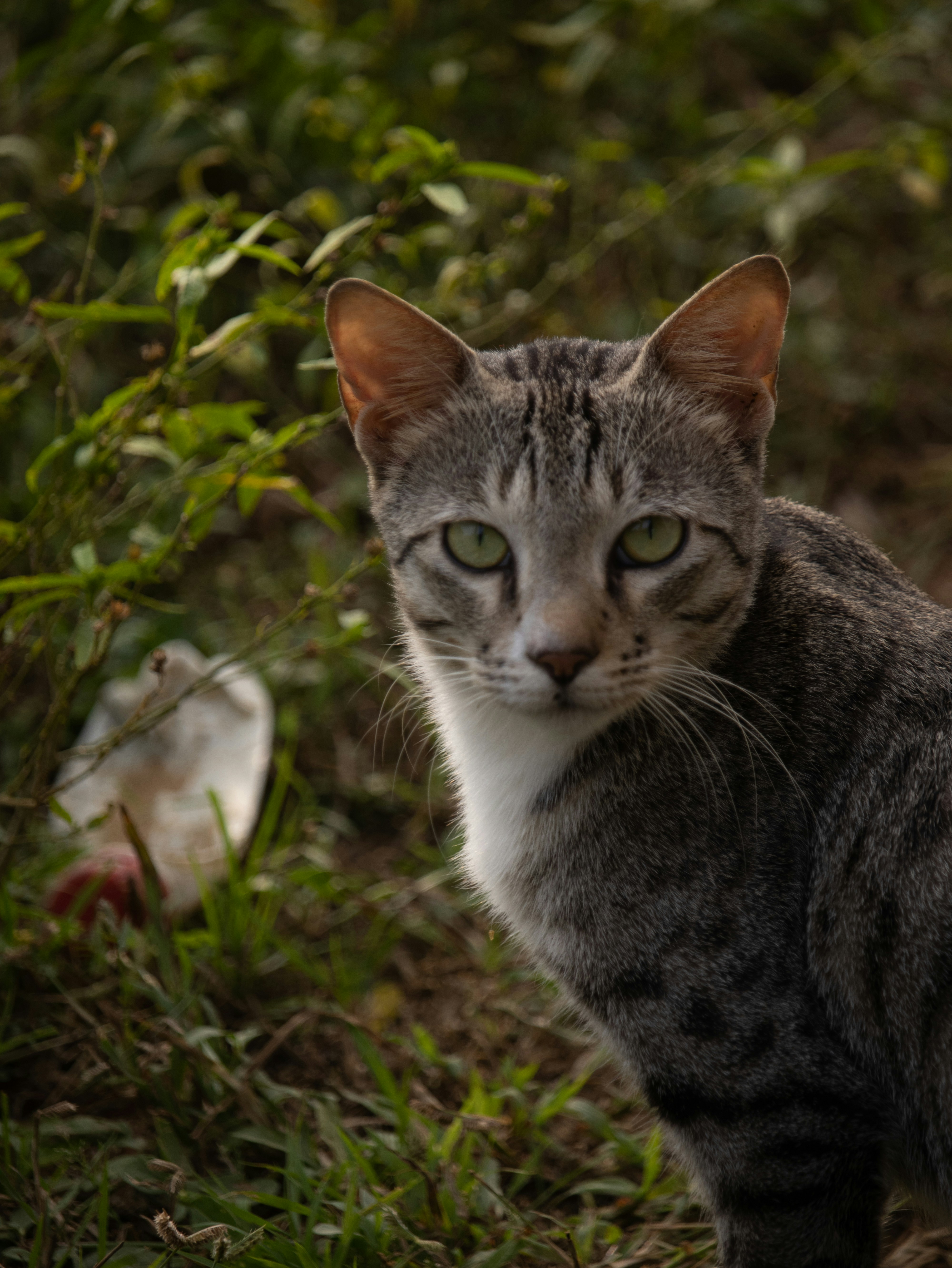 Photo by mariyan_rajesh