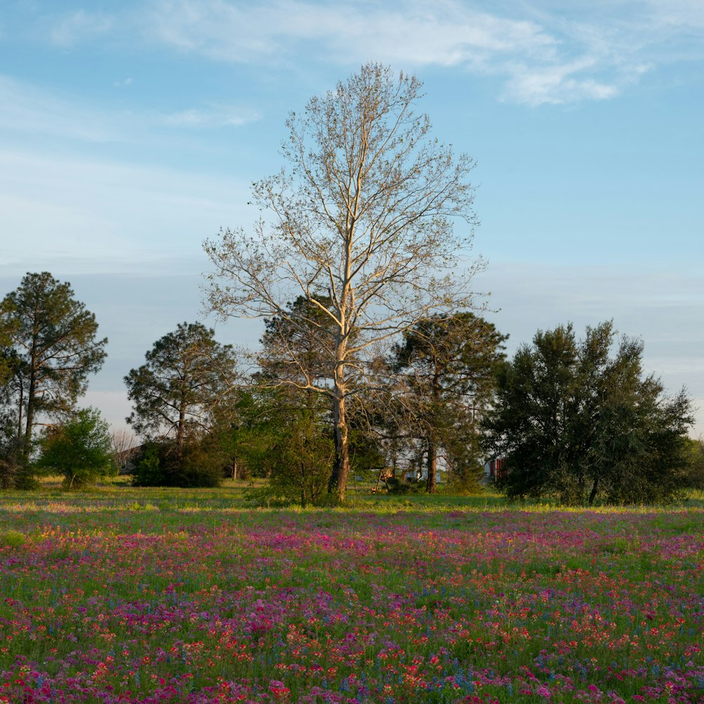 a field full of flowers and a tree