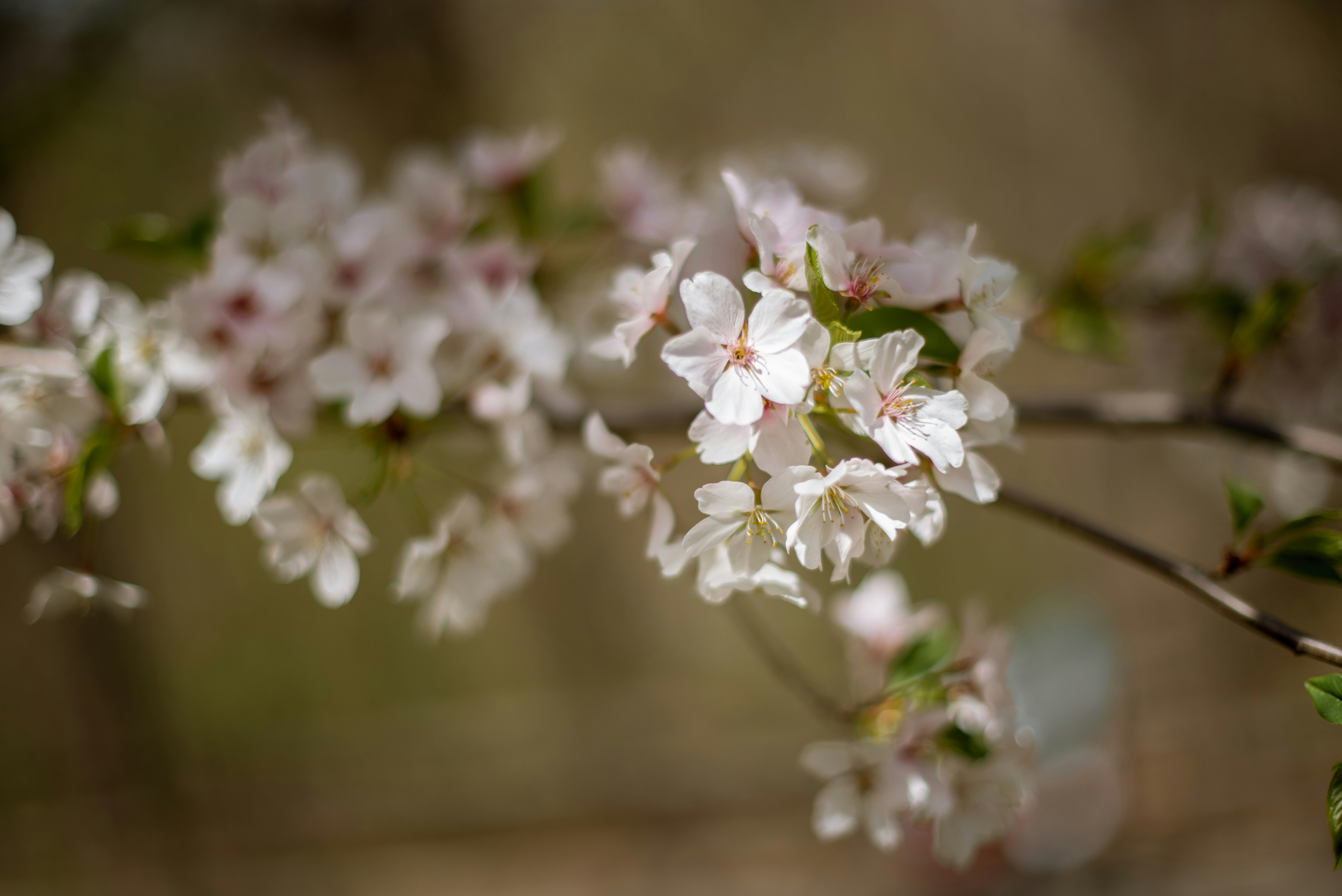 Photo by albulenapanduri