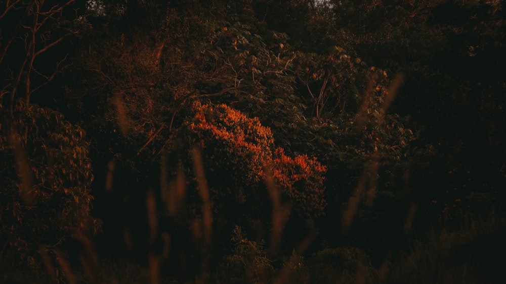 a dark forest filled with lots of trees