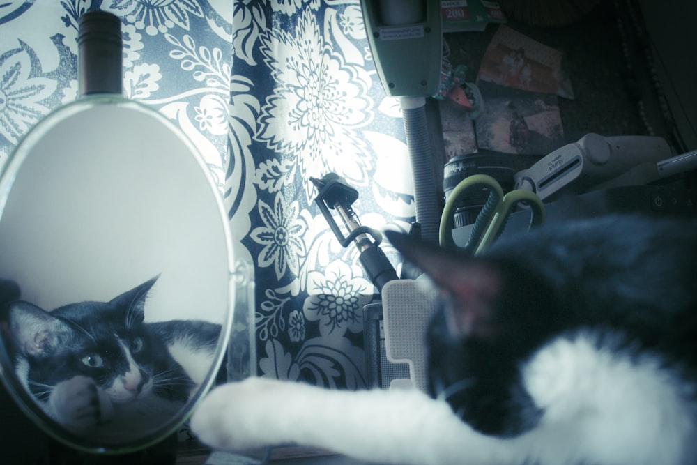 a black and white cat laying in front of a mirror
