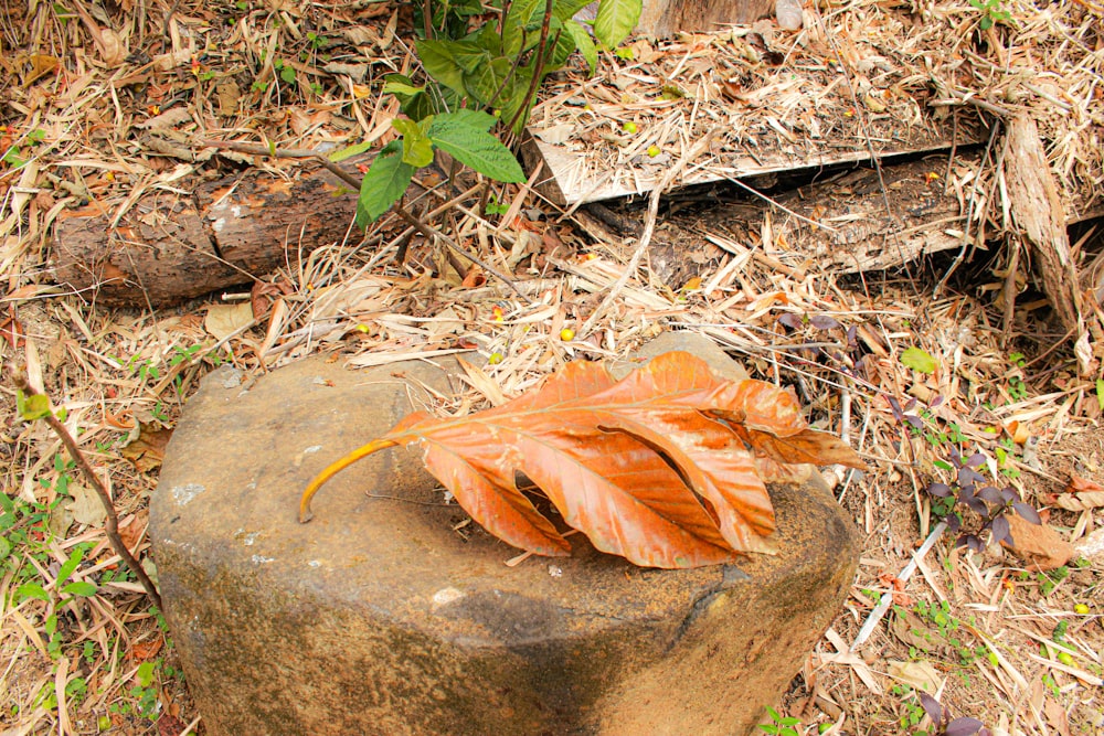 a leaf that is sitting on a rock