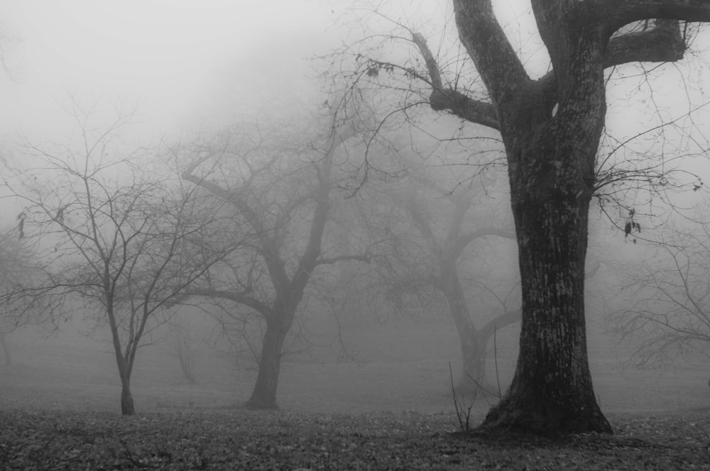 a black and white photo of trees in the fog