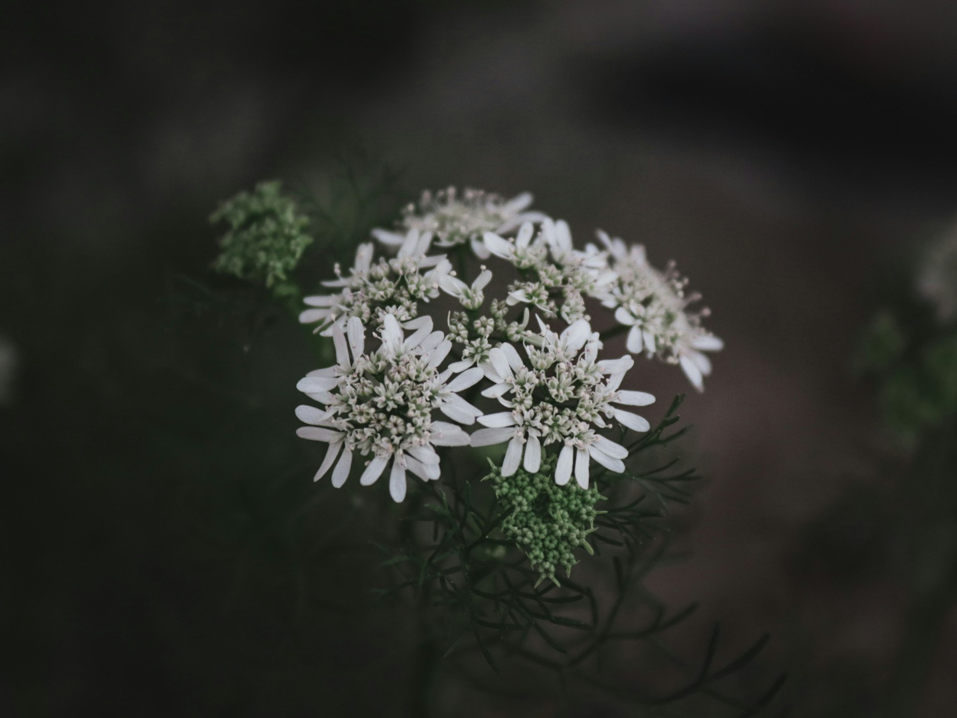 a bunch of white flowers sitting on top of a green plant