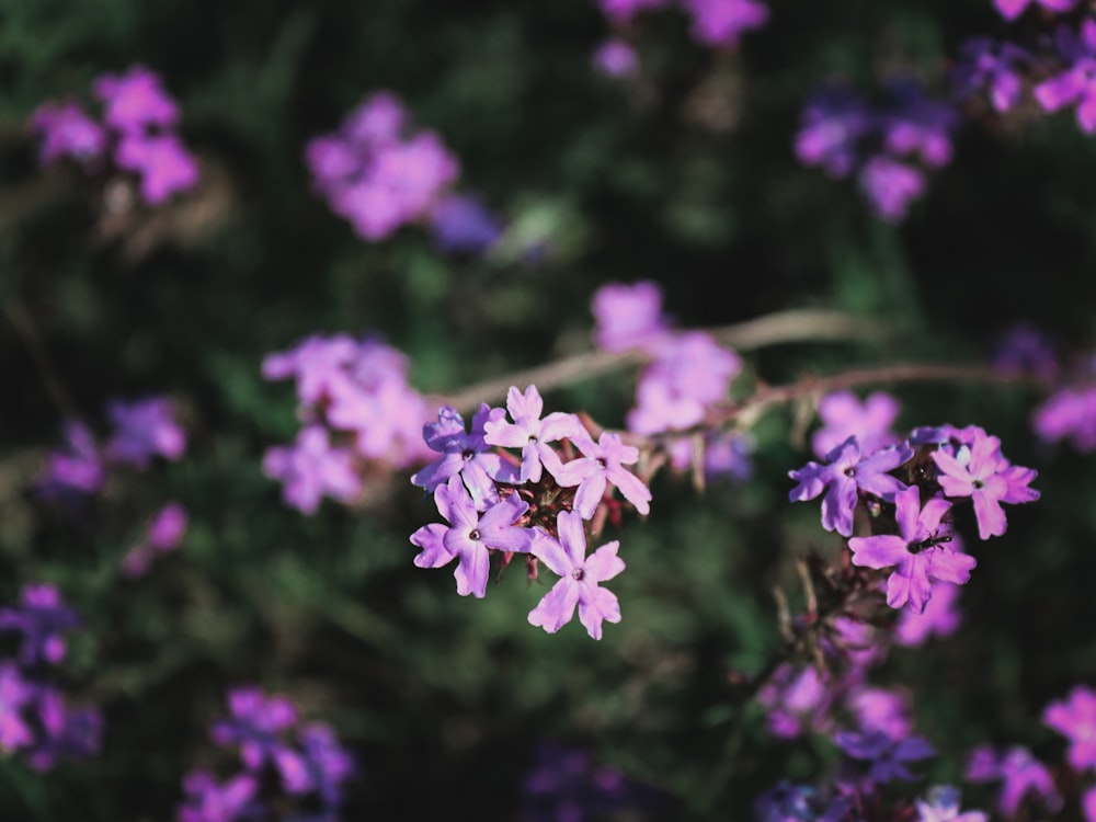 um ramo de flores roxas em um campo