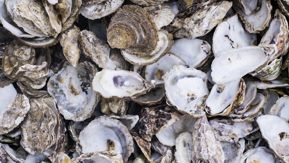 a pile of oysters sitting on top of each other