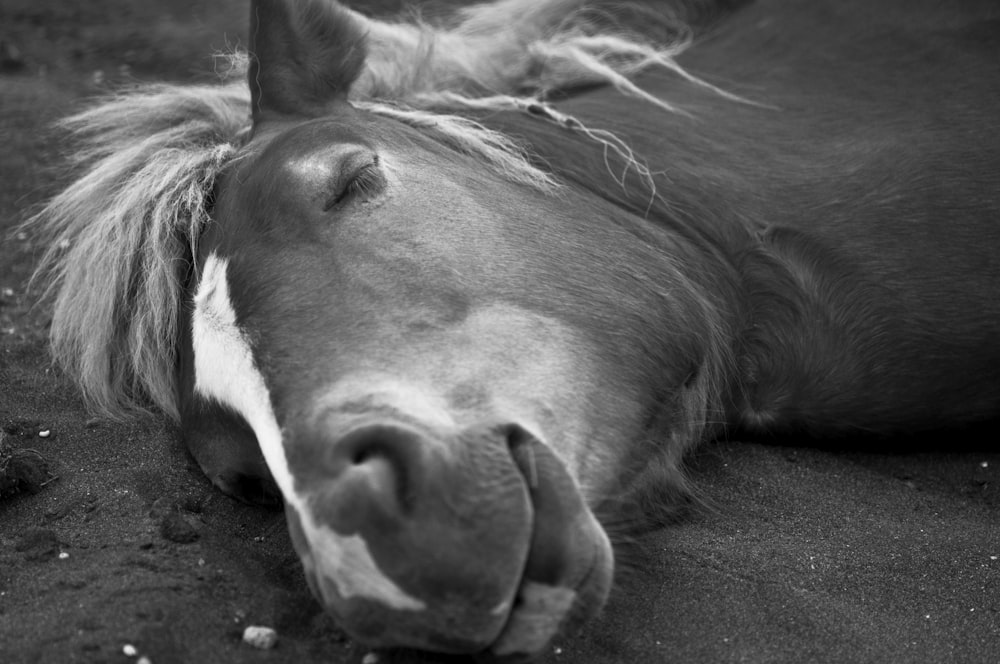 a close up of a horse laying on the ground