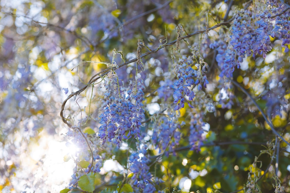 a bunch of blue flowers hanging from a tree