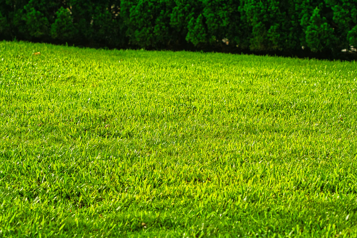 Neatly mown lawn with planted garden borders