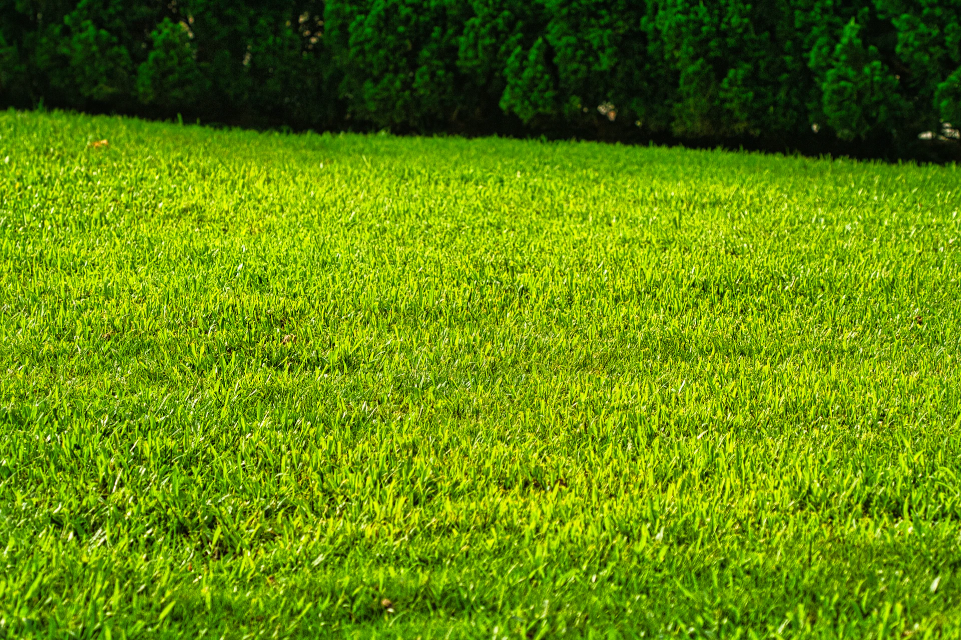 a green lawn with a red fire hydrant in the middle of it