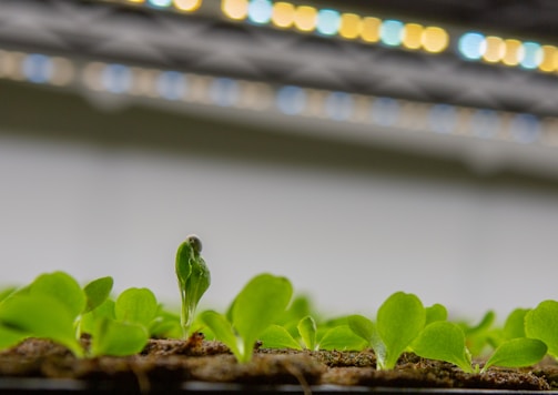 Koranit growth engines farming