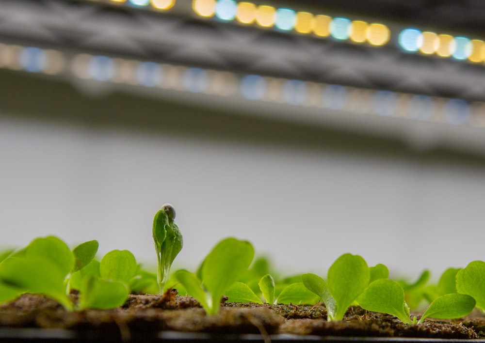 a small green plant sprouts from the ground