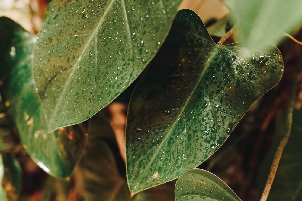 a close up of a green leaf with drops of water on it