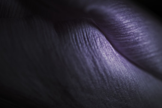 Close-up of textured black surface illuminated by soft purple light streaks.