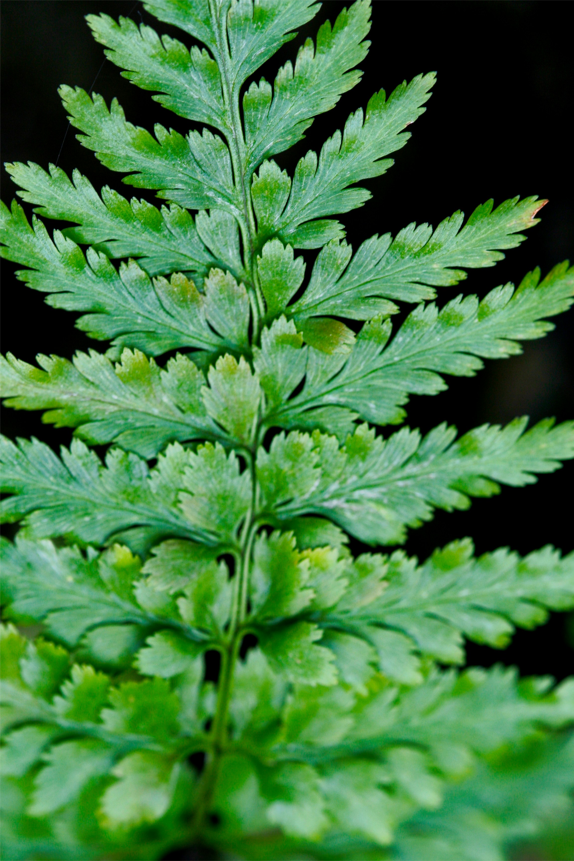 Photo by thomaskinto