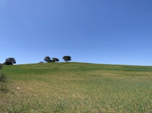 A serene rolling green field under a soft blue sky.