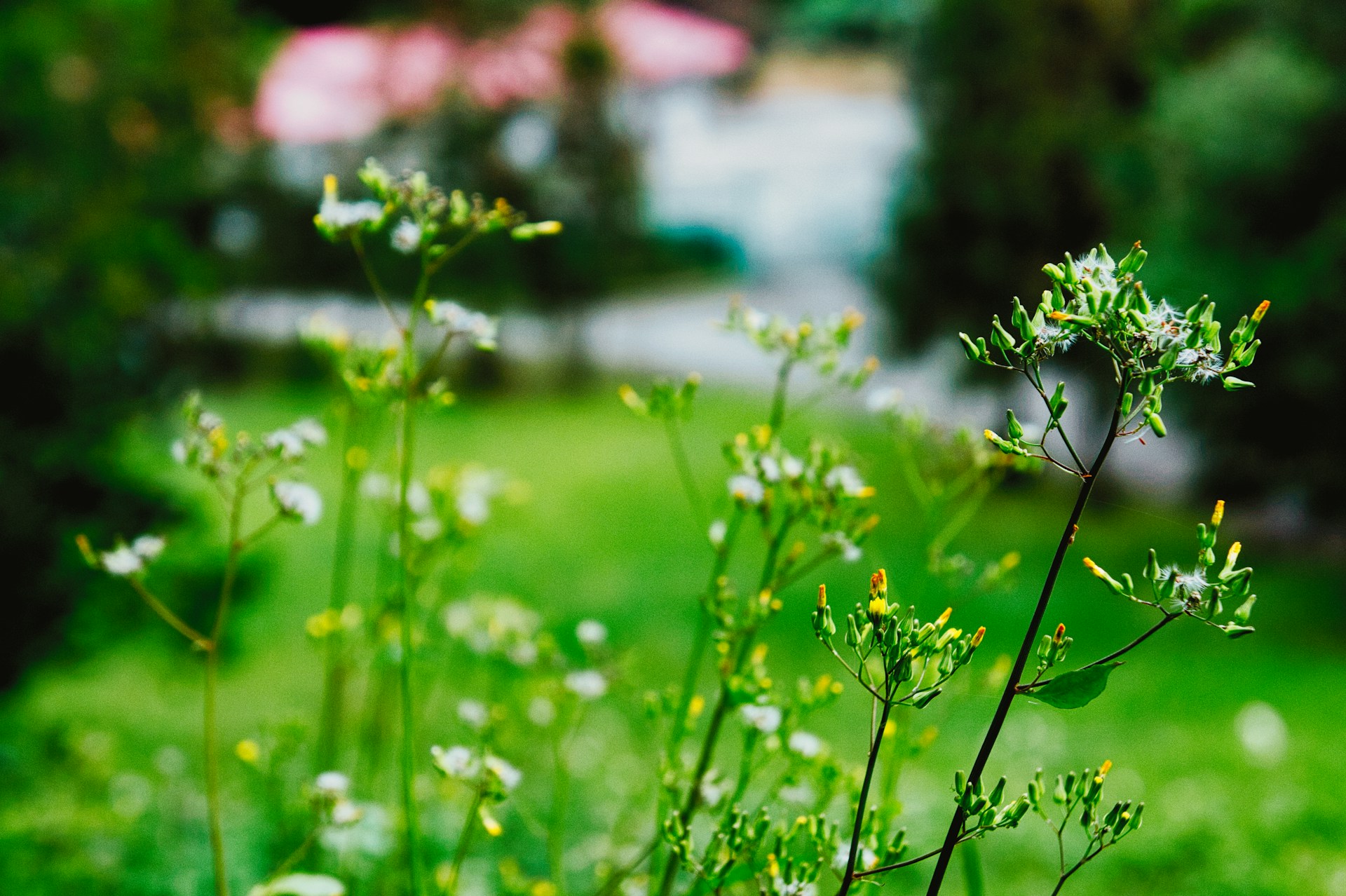 a close up of some flowers in a field