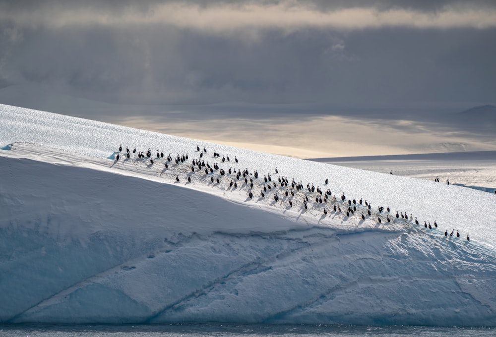 a large group of people walking across a snow covered slope