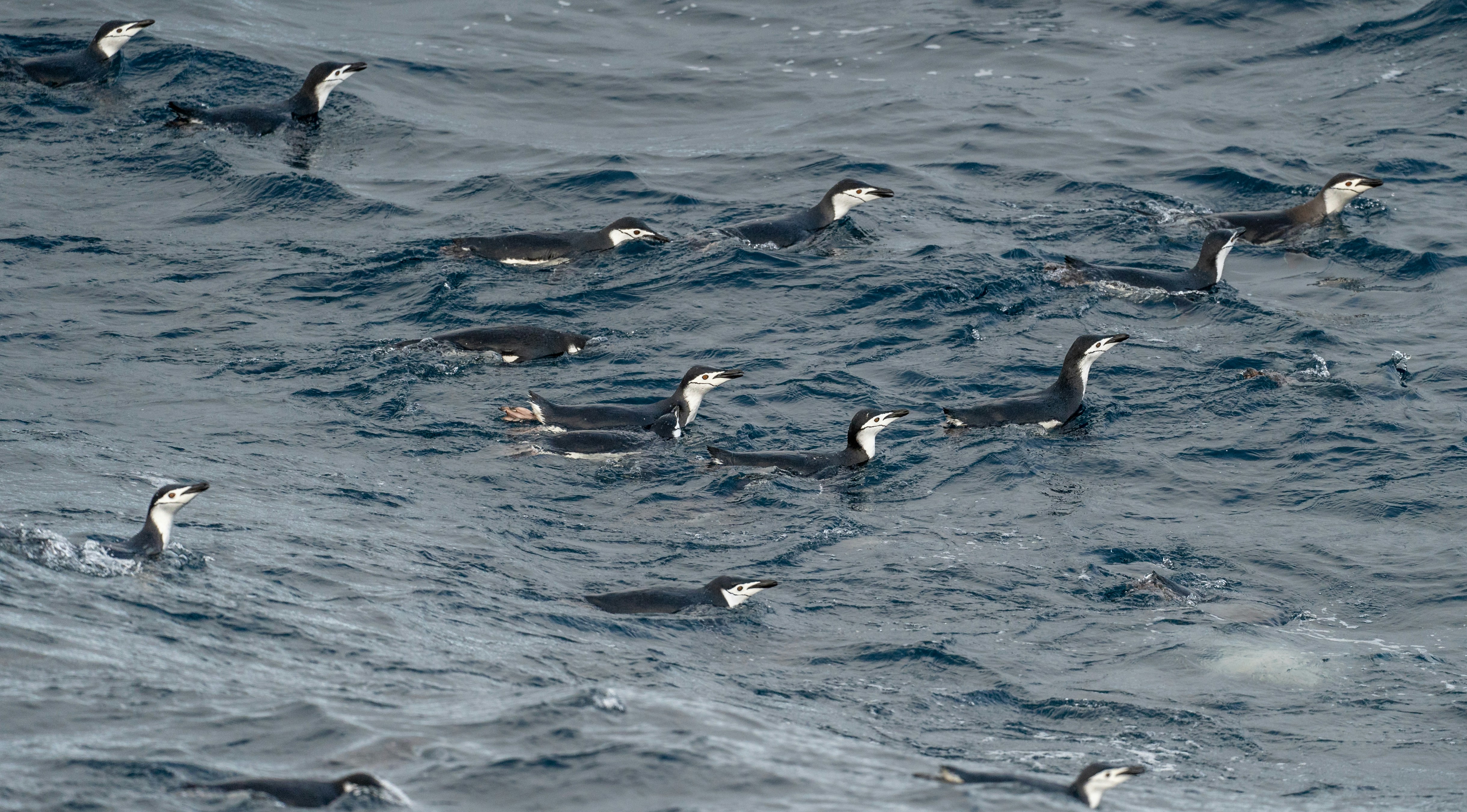 A flock of birds floating on top of a body of water photo – Free ...